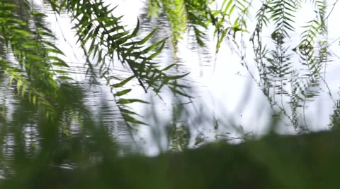 Weeping willow tree branches touch the water a strong wind blowing - green tree Video stock 68885343