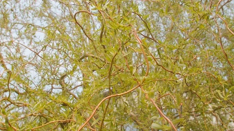 Weeping willow tree branches with young small green leaves in the spring garden 스톡 동영상 129302914