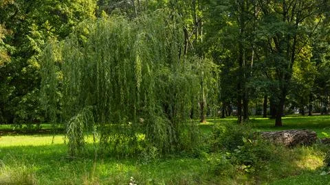 Weeping Willow Tree with Cascading Branches in Green Landscape Stock Photos