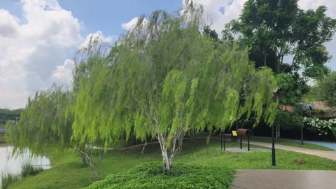 Weeping Willow Tree with Drooping Branches Swaying in Breeze Stock Footage 340829575