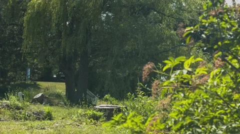 Weeping Willow Tree at a Duck Pond Stock Footage 40974105