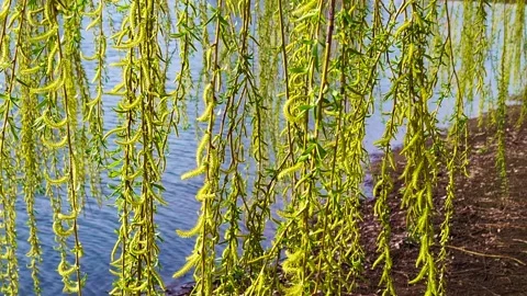 Weeping Willow Tree Foliage Video stock 311147478