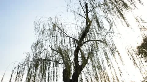 Weeping willow tree in garden Stock Footage 12762159