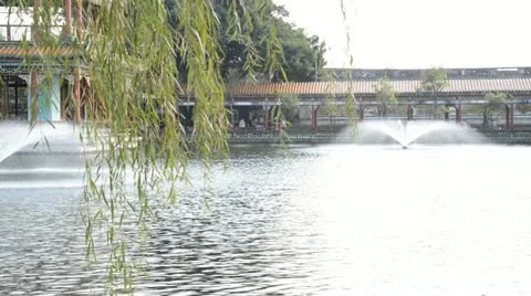 Weeping willow tree in garden Stock Footage