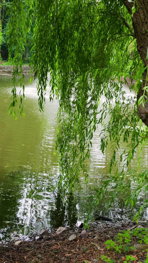 A weeping willow tree hangs gracefully over a peaceful pond in summer.  Stockbeeldmateriaal 340534628