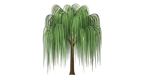 Weeping willow tree isolated on white background with long slender branches.. Stock Illustration