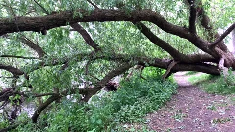 Weeping willow tree in Kirkstall Abbey, Leeds, UK. Stock Footage 131098961
