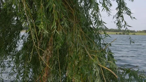 Weeping Willow tree with lake in background medium shot Stock Footage 138921588