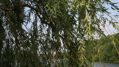 Weeping Willow tree leaves blowing against blue sky Stock Footage 138599352