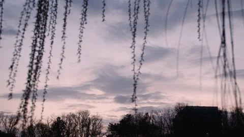 Weeping Willow Tree Leaves Stock Footage 169586026