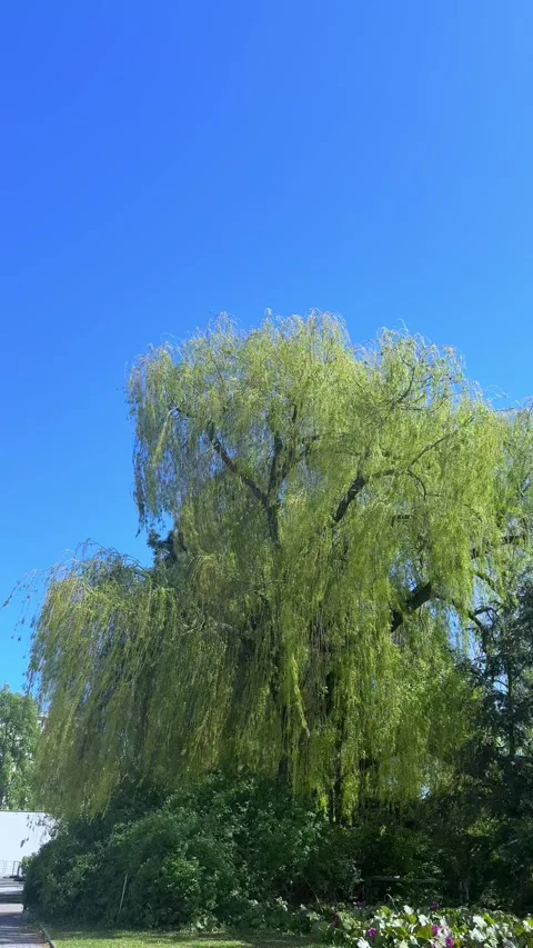 Weeping willow tree, long branch exhibiting slight movement, fresh leaf Stock Footage 333375337
