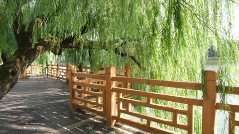 Weeping willow tree with long, cascading lush branches hangs over a walkway Stock Footage 289625423