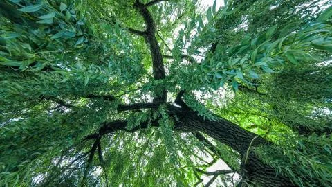 Weeping willow tree look up Stock Photos