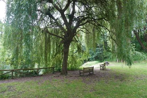 Weeping willow tree offering shade in peaceful park setting Stock Photos