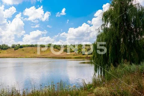 Weeping willow tree or Babylon willow (Salix Babylonica) on a lakeshore Stock Photos