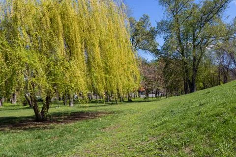 Weeping willow tree or Babylon willow (Salix Babylonica) in a park Stock Photos