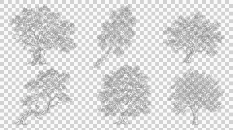 Weeping willow tree outline elevation view isolated transparent Stock Illustration
