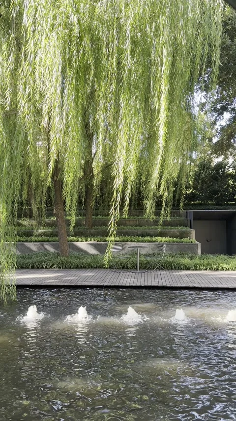 Weeping Willow Tree Over Pond With Gentle Water Movement Video stock 325333145