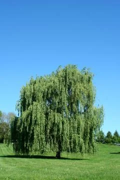 Weeping willow tree Foto stock