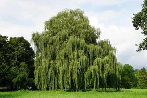 Weeping willow tree Stock Photos