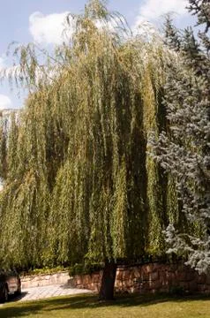 Weeping willow tree Stock Photos