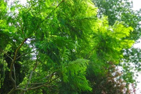 Weeping Willow Tree Stock Photos