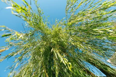 A weeping willow tree. Stock Photos