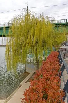 Weeping Willow Tree Stock Photos