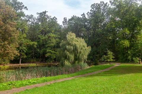 Weeping willow tree by the pond in summer park with green lawn Photos