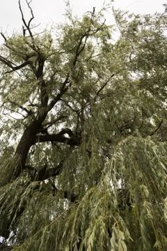 Weeping willow tree in the public park Stock Photos