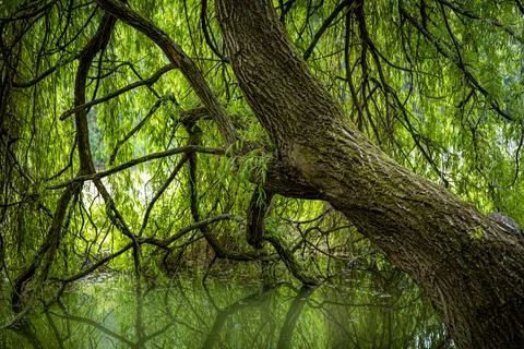 A weeping willow tree reflected in pond. Stock Photos