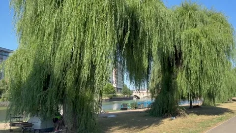 Weeping willow tree on River Nene bank in Peterborough park, static wide Stock Footage 342114729