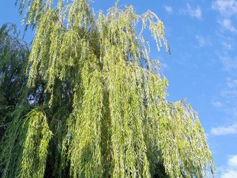 Weeping willow tree in Romania Фото