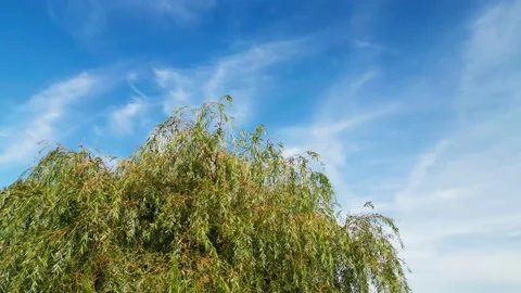 Weeping Willow tree set against a blue sky with warm sunlight Vidéo 236454825