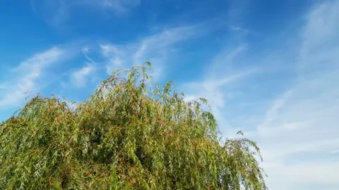 Weeping Willow tree set against a blue sky with warm sunlight Stock-Footage 240180082
