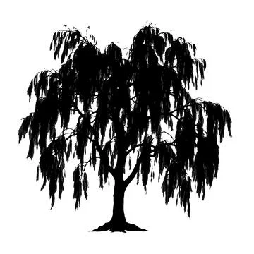 Weeping Willow Tree Silhouette Isolated On White Background Stock Illustration