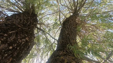 The Weeping Willow Tree. Slow Motion Stock Footage 108468007