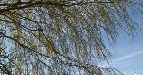 Weeping WIllow Tree in Spring 4K 23.98 Slow Tilt Pan Left Stock Footage 132524979