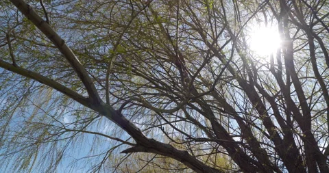 Weeping Willow Tree in Spring 4K 23.98 Pan Right Stock Footage 132525143