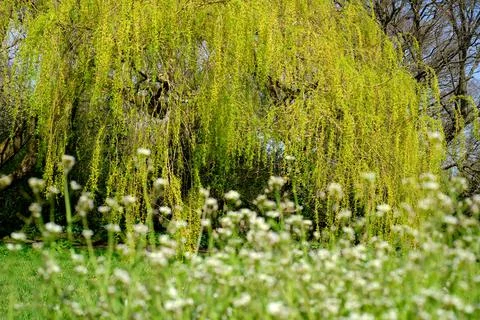 Weeping Willow Tree in the spring. Focused in the background. Foto stock
