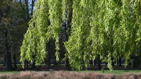 Weeping Willow tree at the start of spring Stock Footage 239564508