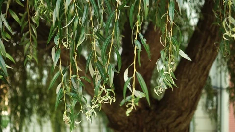 Weeping willow tree with swaying branches with green foliage in the wind Stock Footage 116348561