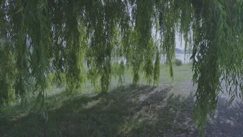 Weeping willow tree swaying in wind on riverbank on sunny day Stock Footage 262774158
