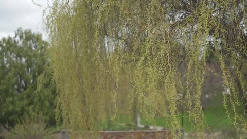 Weeping willow tree swaying in wind on sunny day Stock Footage 305293006