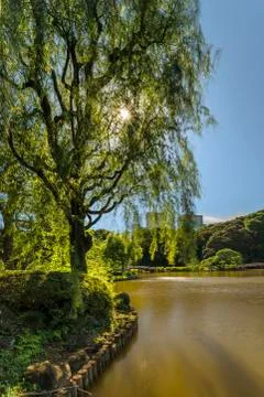 Weeping willow tree on the Upper Pond and wooden bridge in the pine and maple Stock Photos