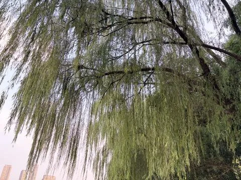 Weeping willow tree in an urban park. 스톡 사진
