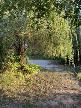 Weeping Willow Trees and Path in Park Zlatibor Serbia Fotos Stock