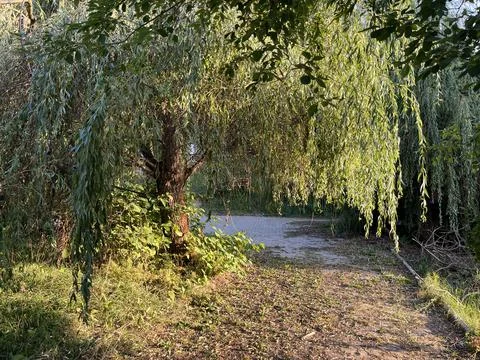Weeping Willow Trees and Path in Park Zlatibor Serbia Stock Photos