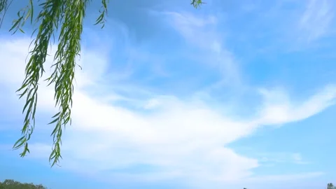 Weeping Willow Trees Drifting Softly in Warm Spring Wind Open Scenic View Stock Footage 341918276