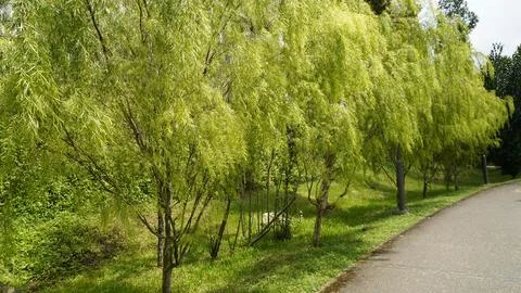 Weeping Willow Trees Lining a Serene Park Pathway Stock Photos